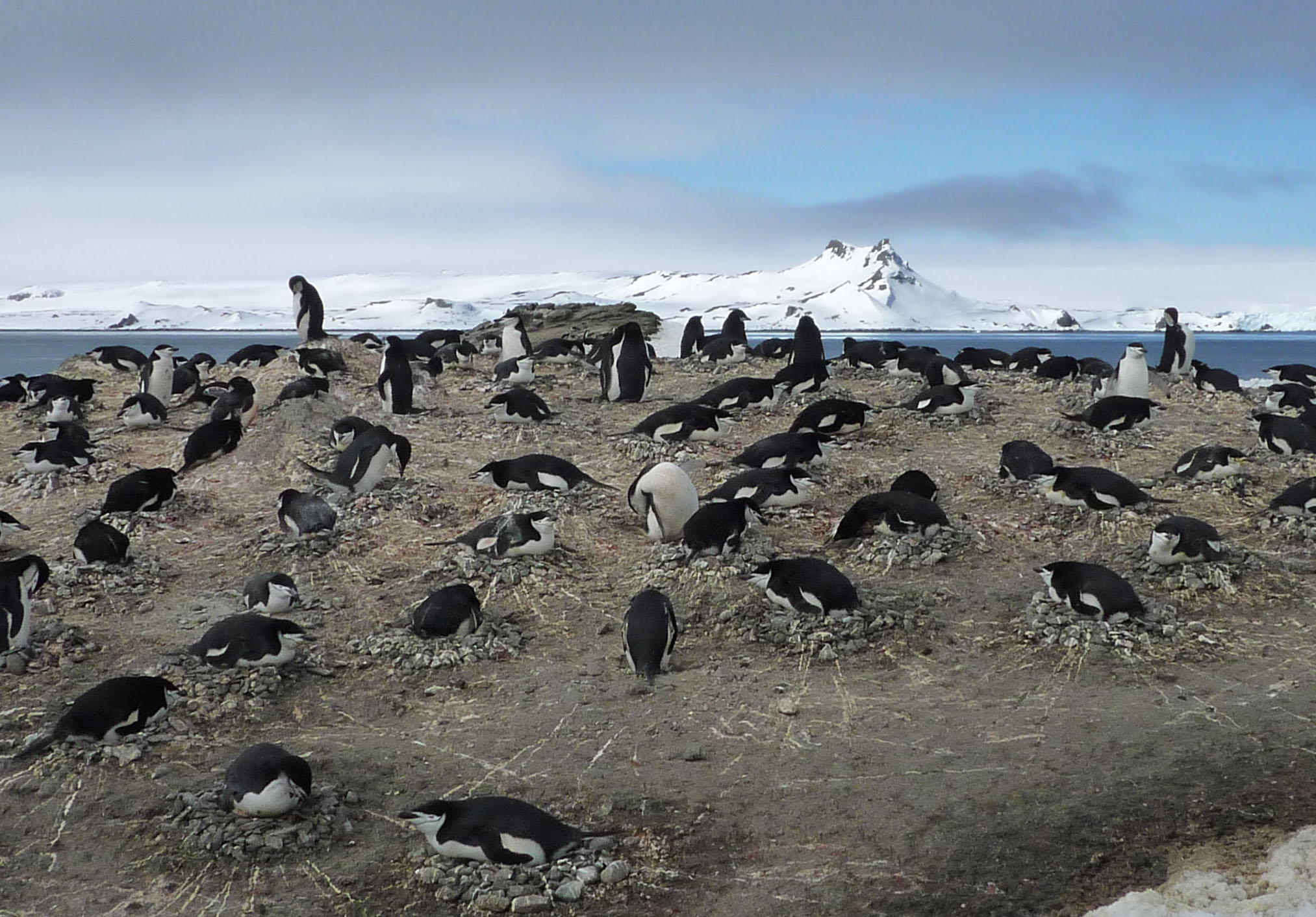 Zügelpinguine brüten auf einem Erdhügel. Im Hintergrund sieht man Meer und große Eismassen.