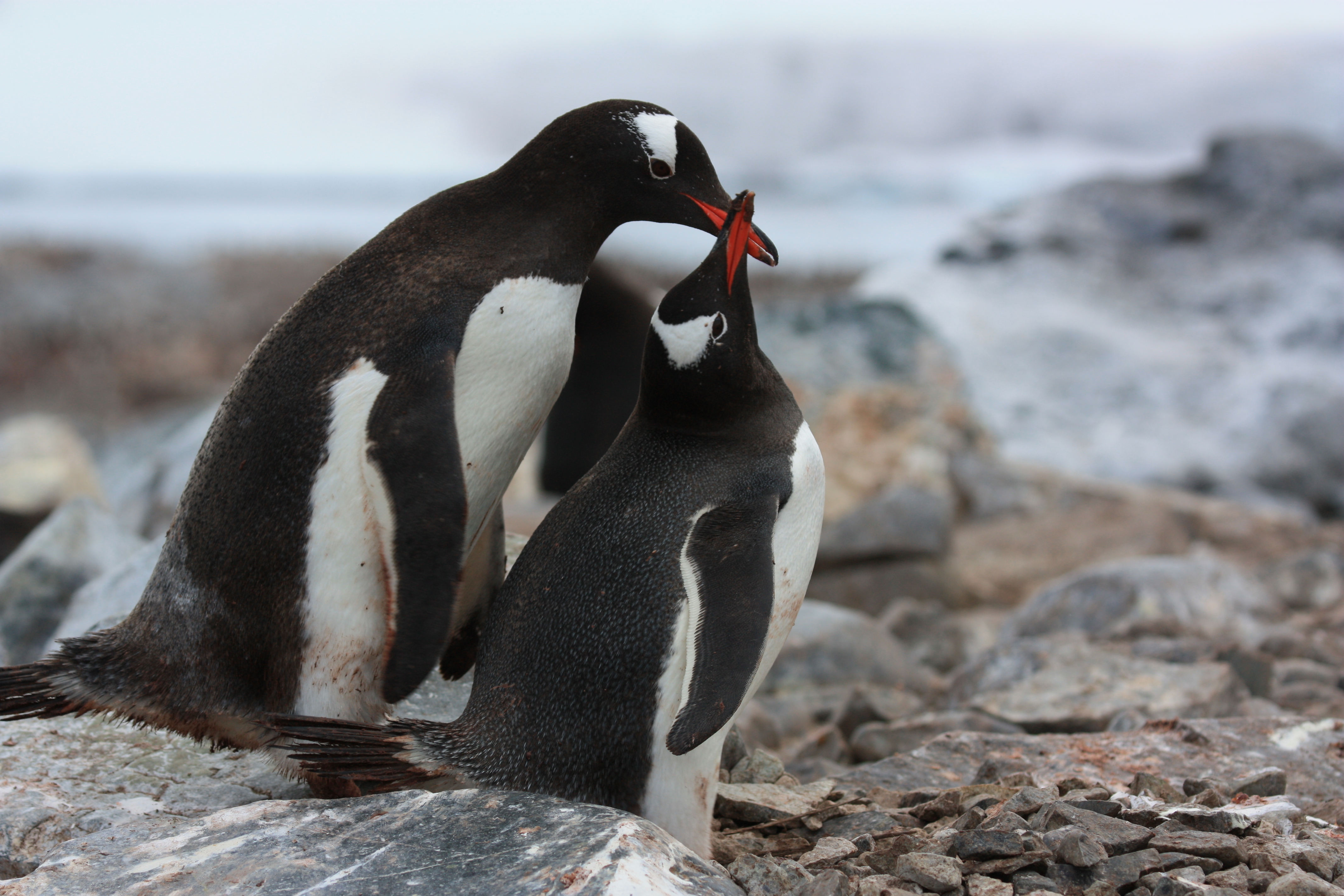 Fauna of the Antarctic | Umweltbundesamt