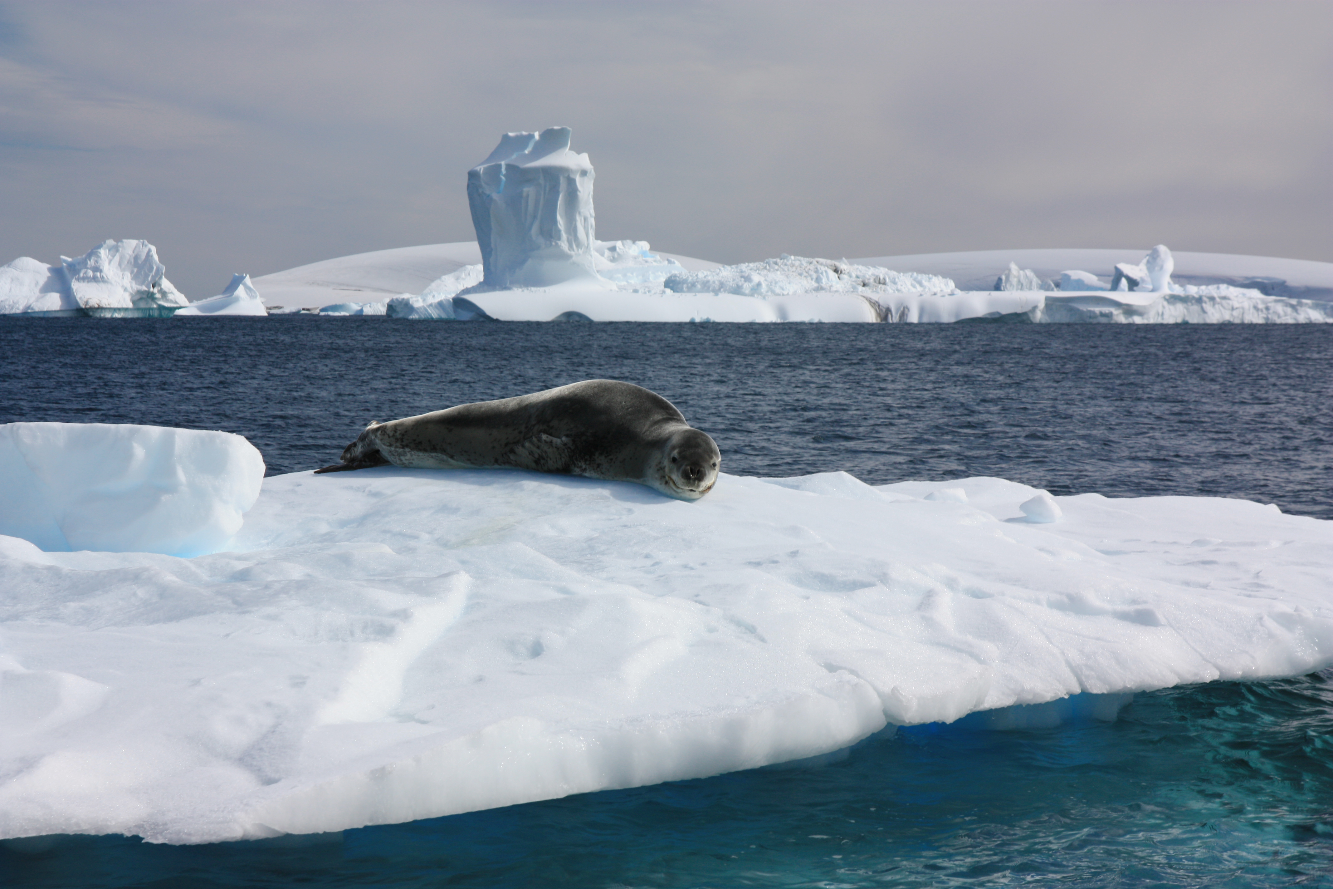 The sea leopard is one of six seal species which live in the Antarctic.