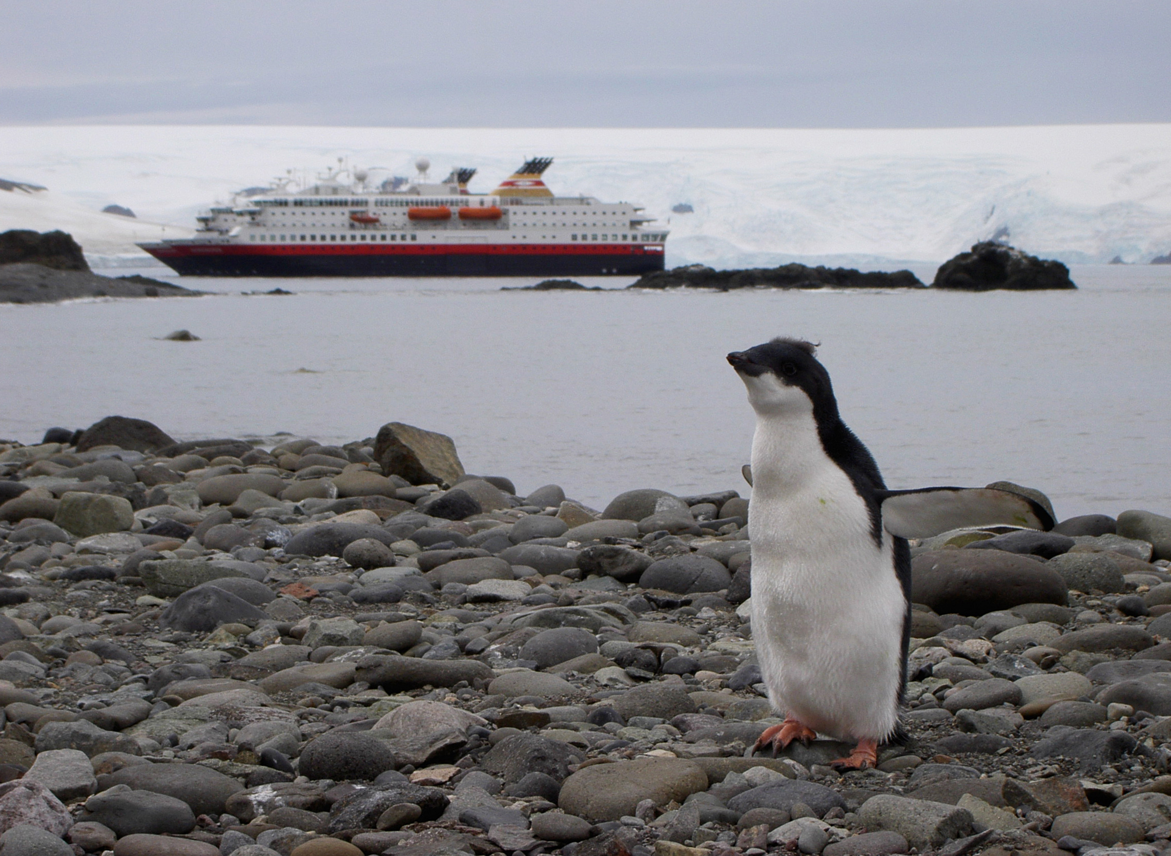 Im Vordergrund steht ein junger Pinguin auf steinigem Boden. Er breitet seine Flügel aus. Im Hintergrund fährt ein Kreuzfahrtschiff auf dem antarktischen Meer vorüber. 