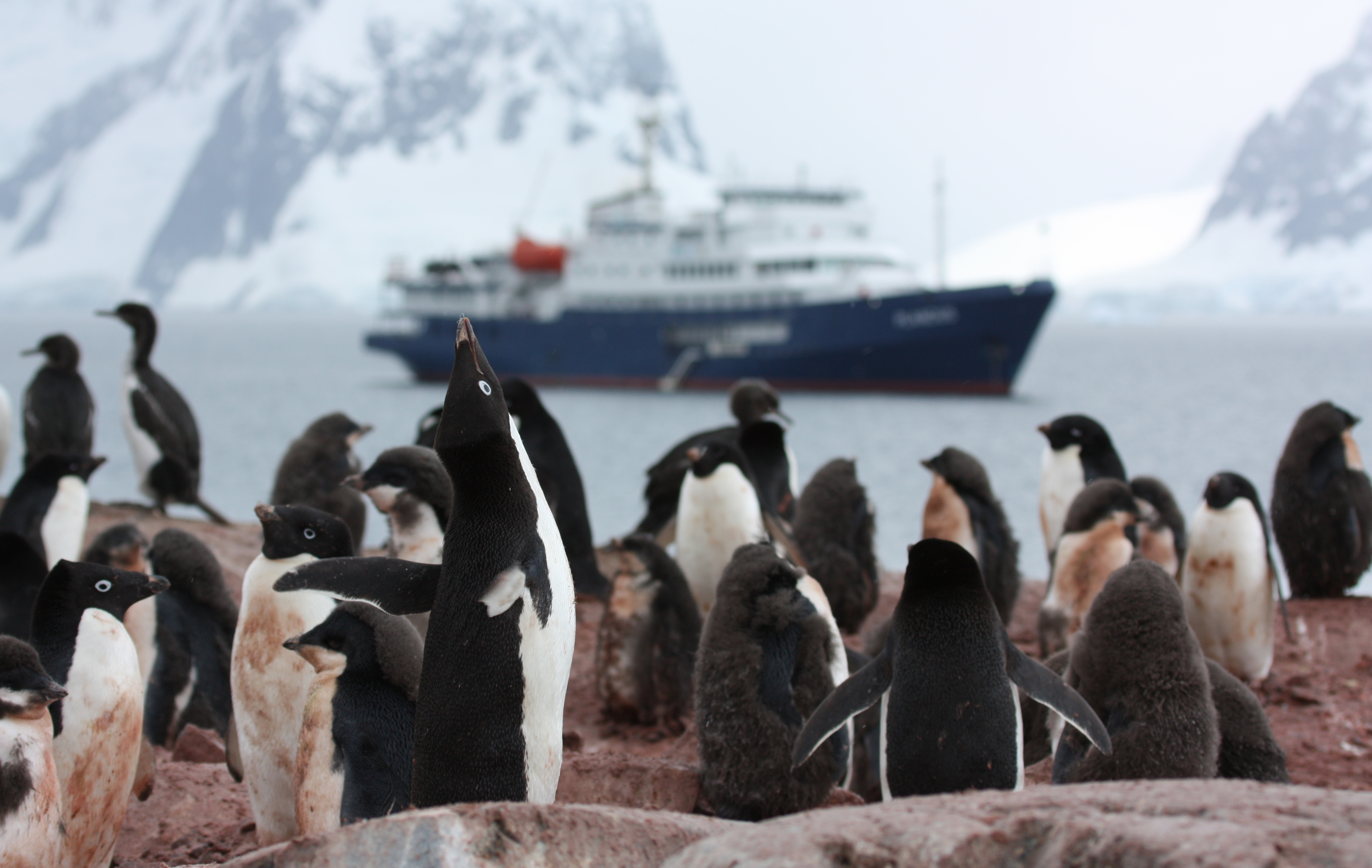 Sehr nah sieht man eine Gruppe von Pinguinen auf einem steinigen Küstenabschnitt stehen. Im Hintergrund fährt ein Schiff vorbei.