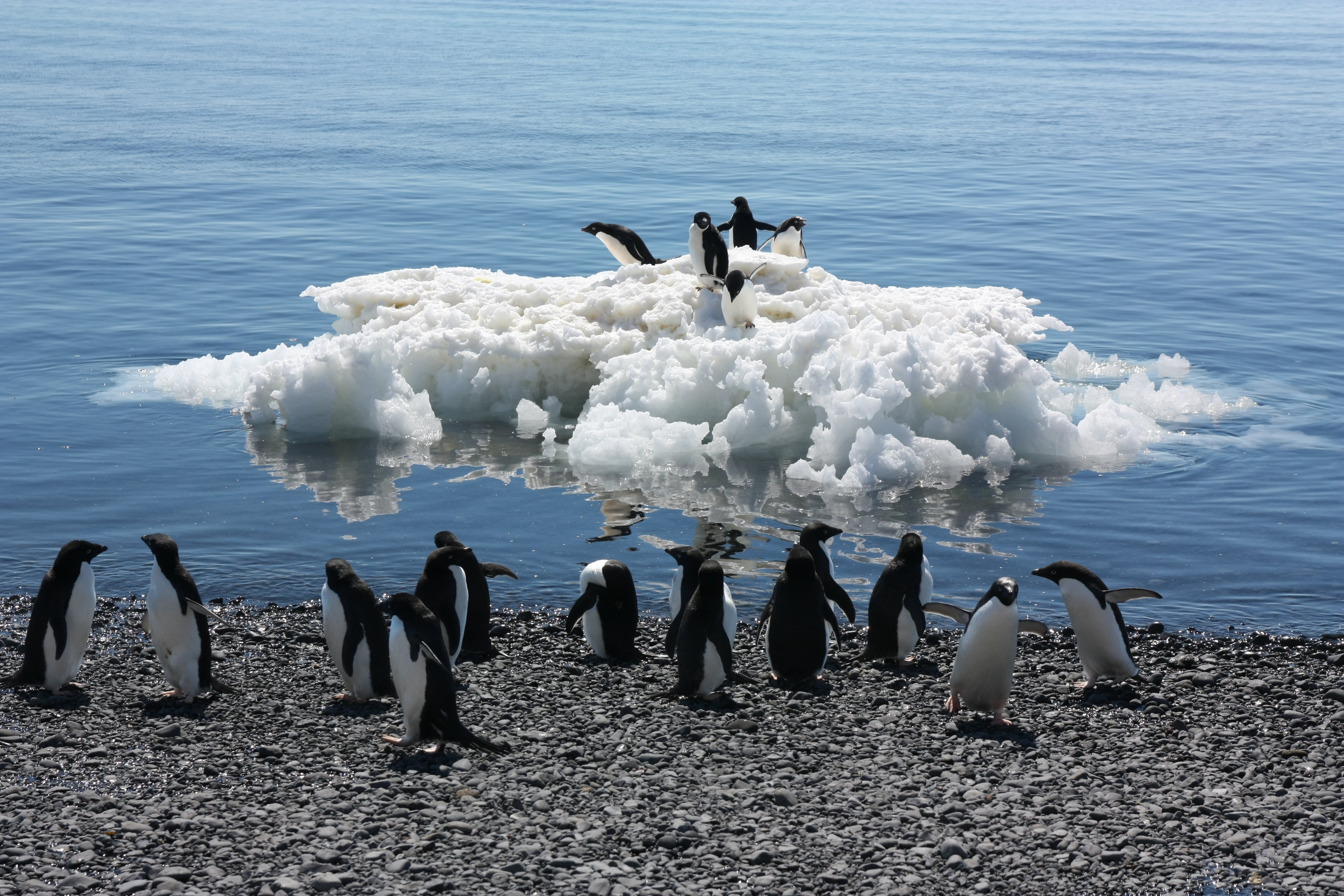 Eine Gruppe Adeliepinguine steht am Wasser. Fünf weitere stehen auf einer nahen Eisscholle. 