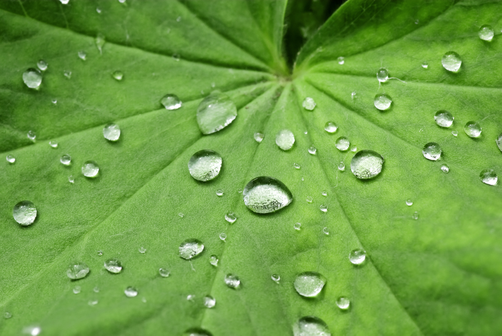 Ein grünes Blatt mit abperlenden Wassertropfen.