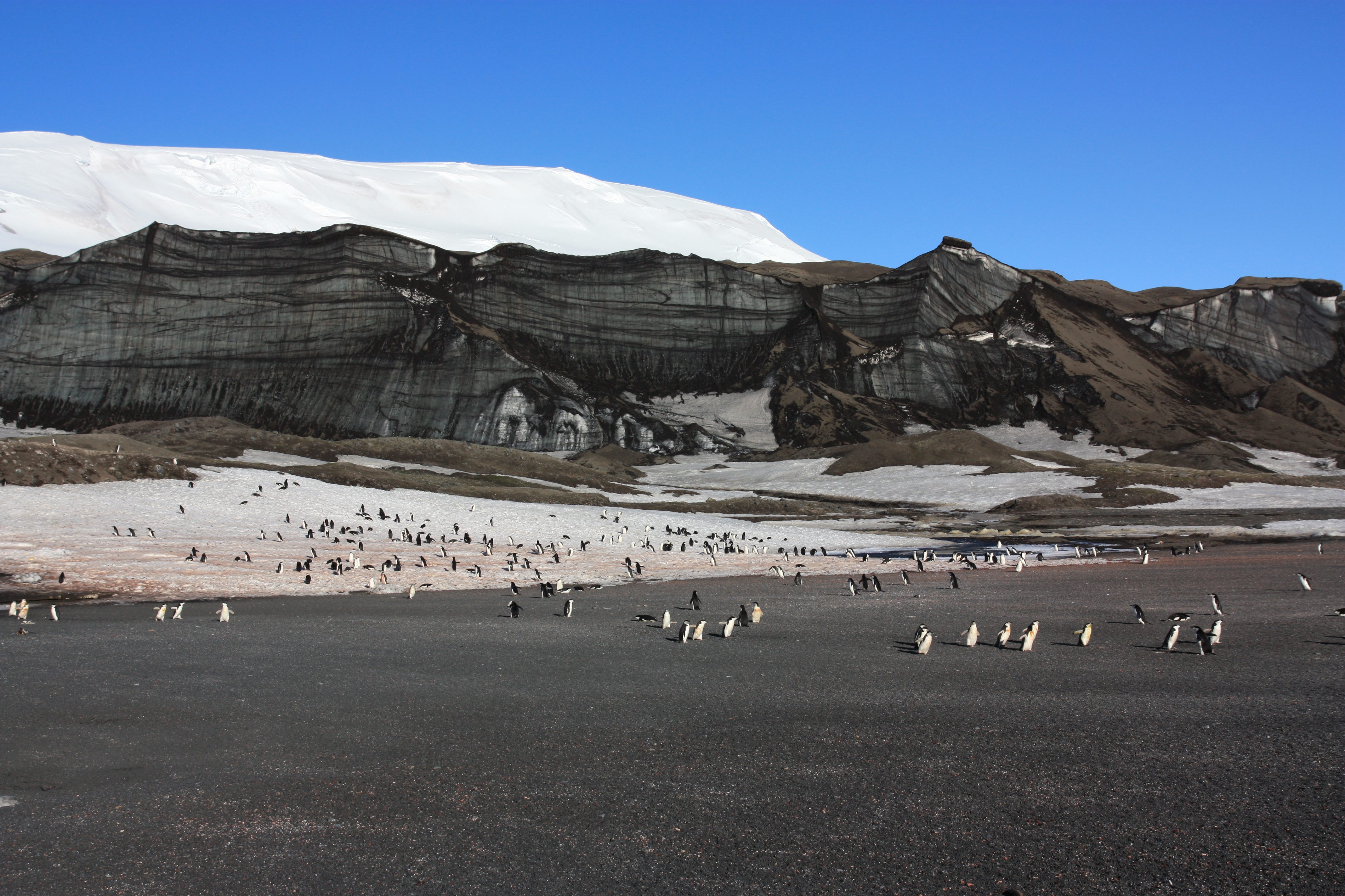 Im Vordergrund läuft eine große Gruppe Pinguine auf die Kamera zu. Im Hintergrund sieht man Berge.