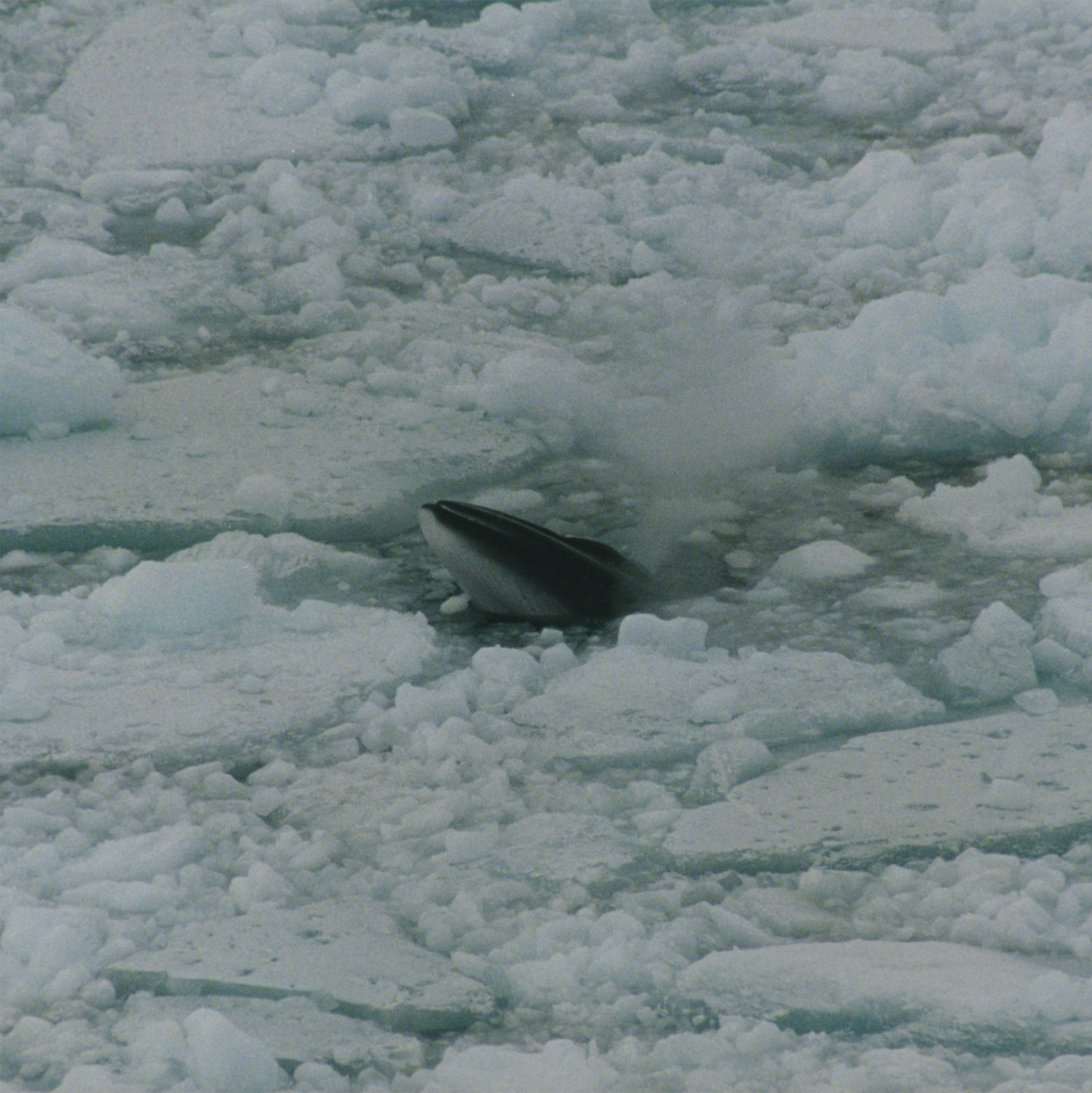 The minke whale feeds on krill under the ice in the Antarctic.