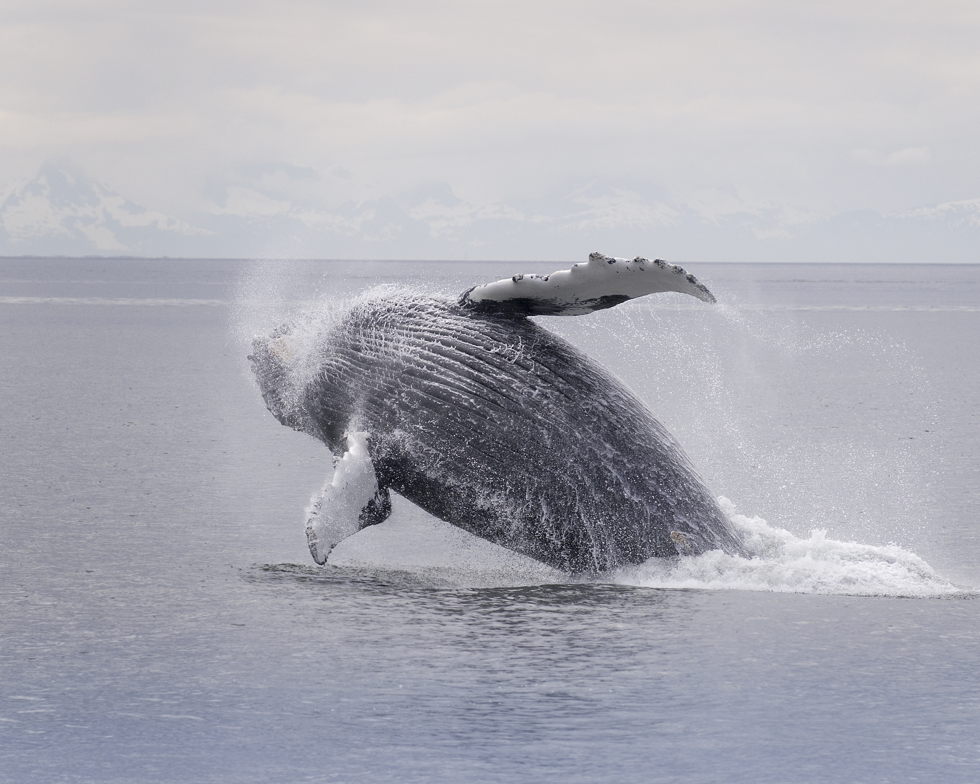 Ein großer Buckelwal beim Sprung aus dem Wasser. Er dreht sich im Flug auf die Seite. Nur noch seine Schwanzflosse ist im Wasser. 