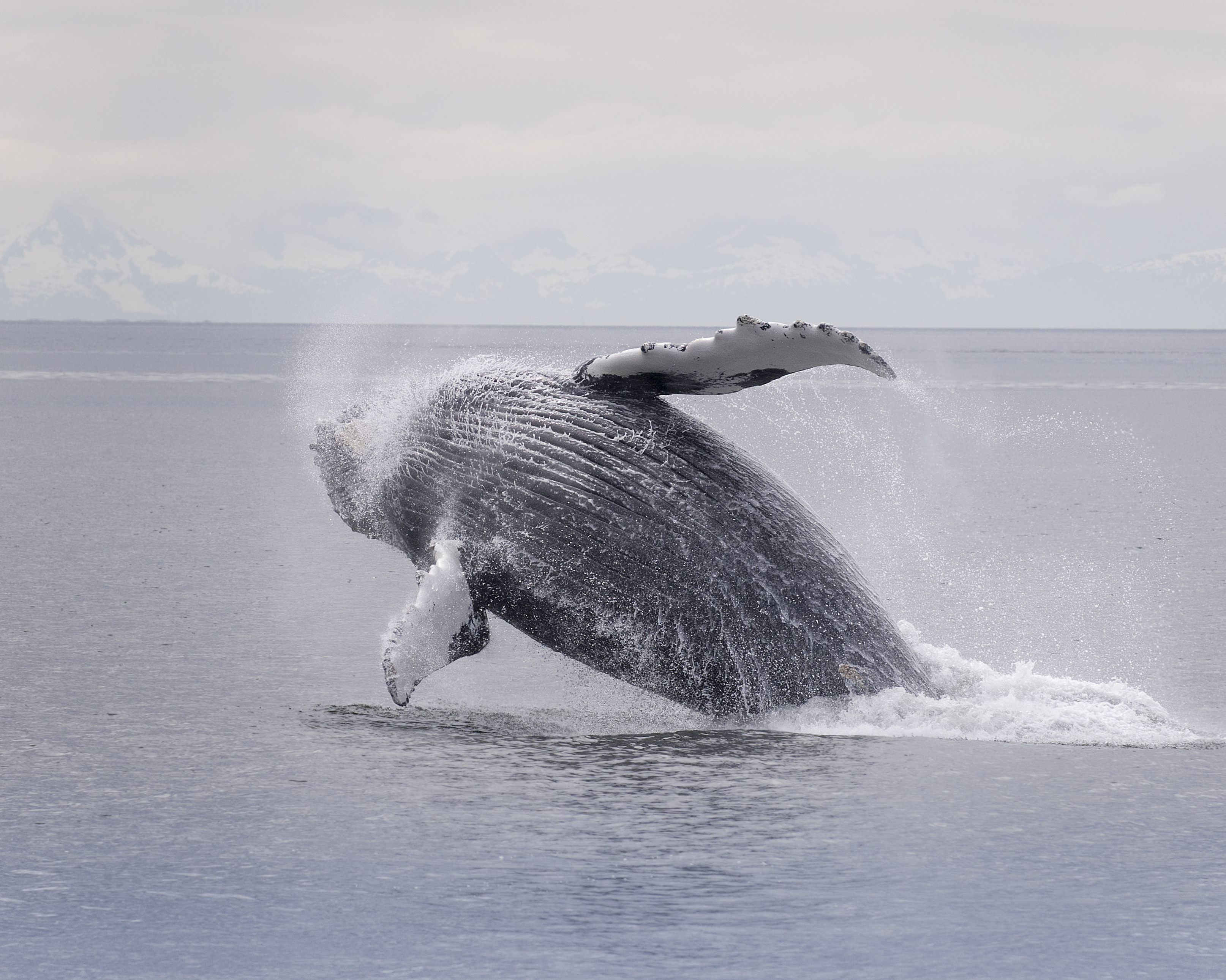 humpback whale 