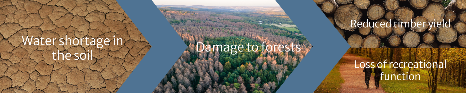 A climate impact chain is shown. A lack of water in the soil leads to damage to forests and consequently to falling timber yields and the loss of recreational function.