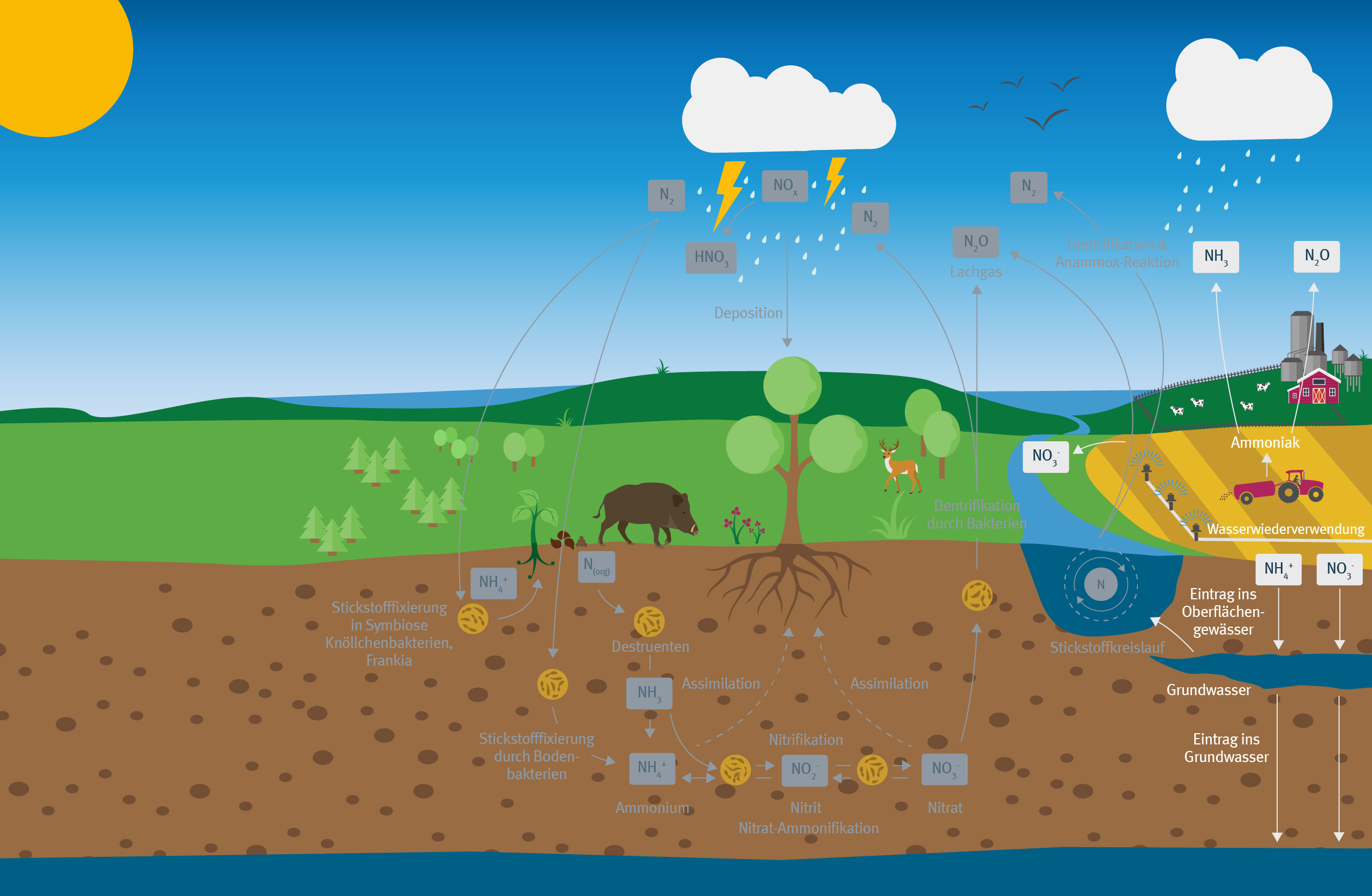 Grafikdarstellung eines Stickstoffkreislaufs in einer Landschaft