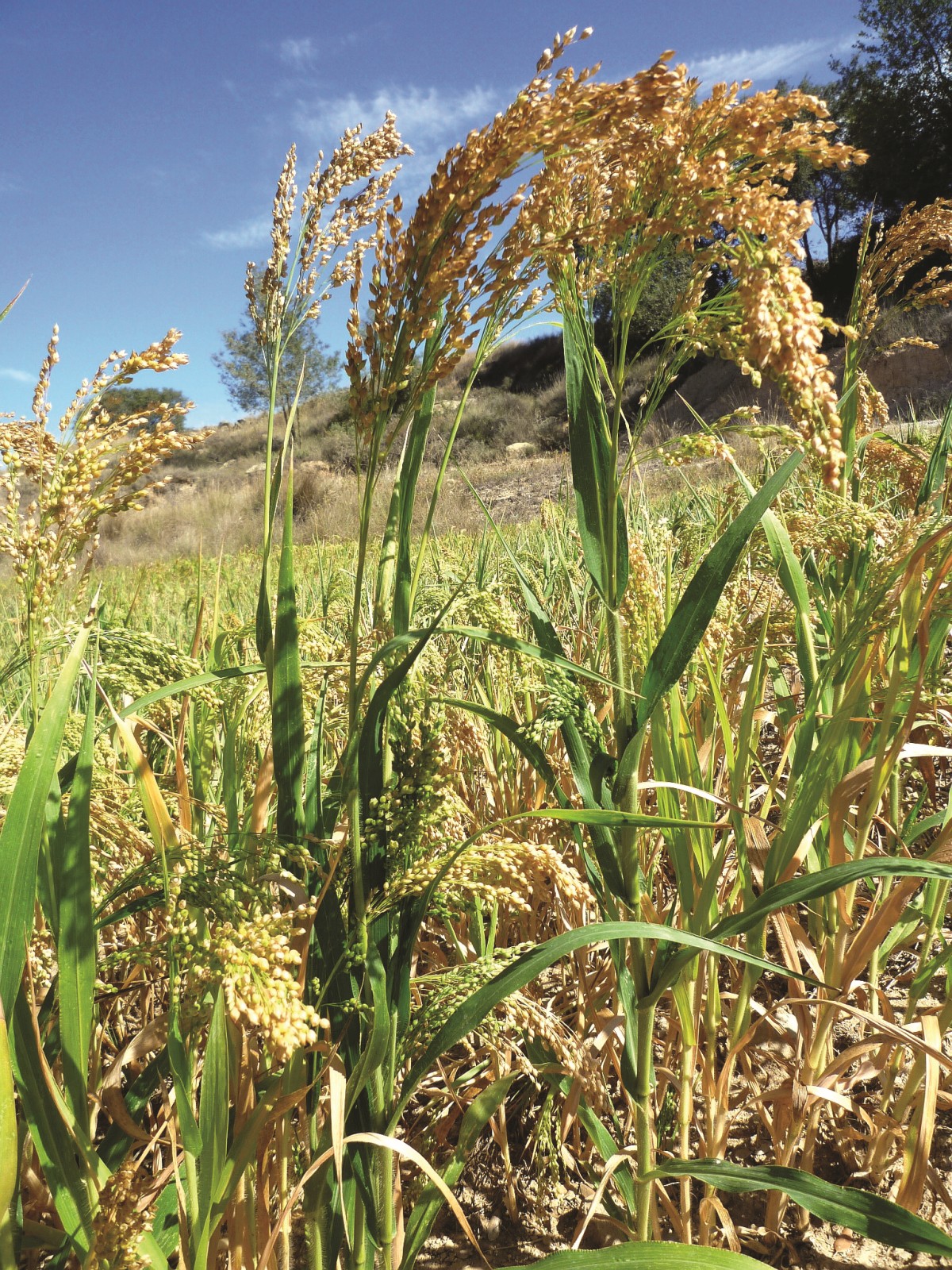 The picture shows a close-up of a field with flowering millet plants. 