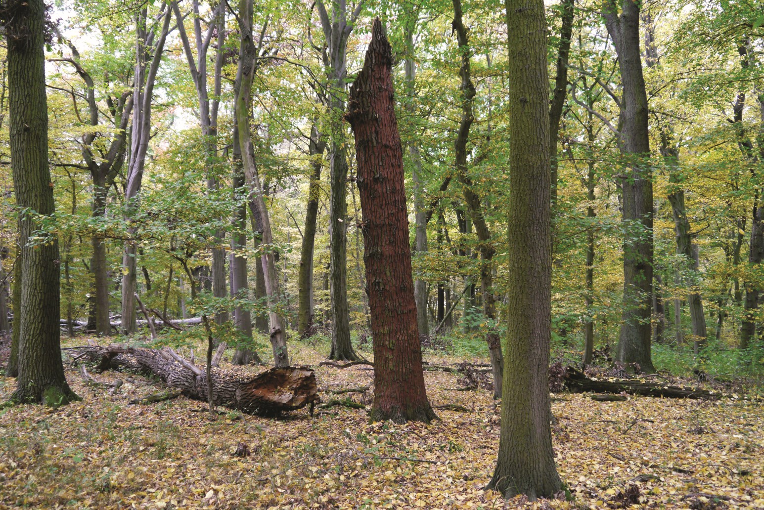 The picture shows a sparse near-natural forest with deciduous trees. A tree has broken off at a great height. A large broken trunk lies on the ground.  
