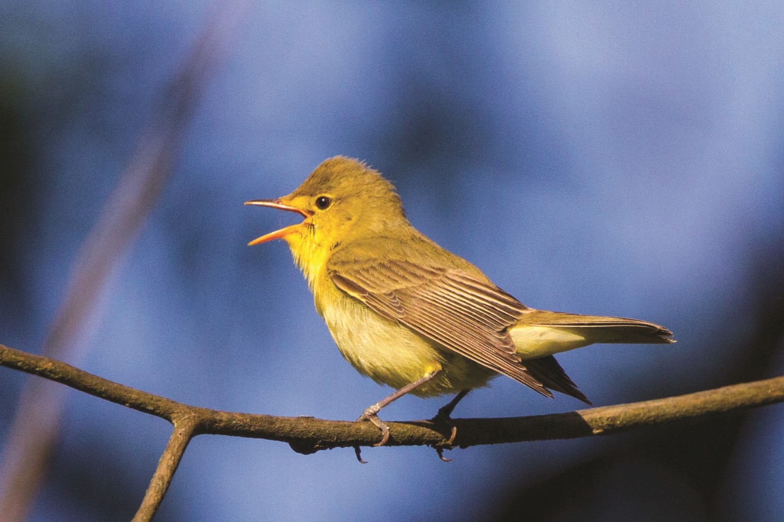 The picture shows a singing yellow warbler sitting on a branch.