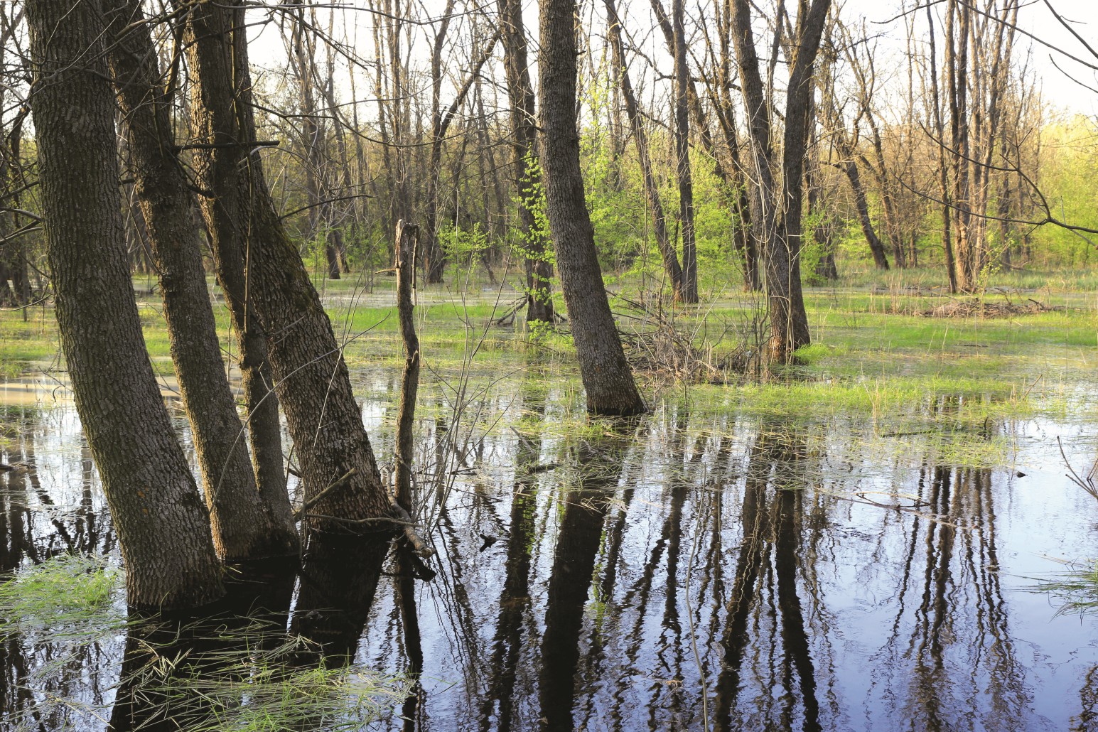The picture shows a flooded deciduous forest.