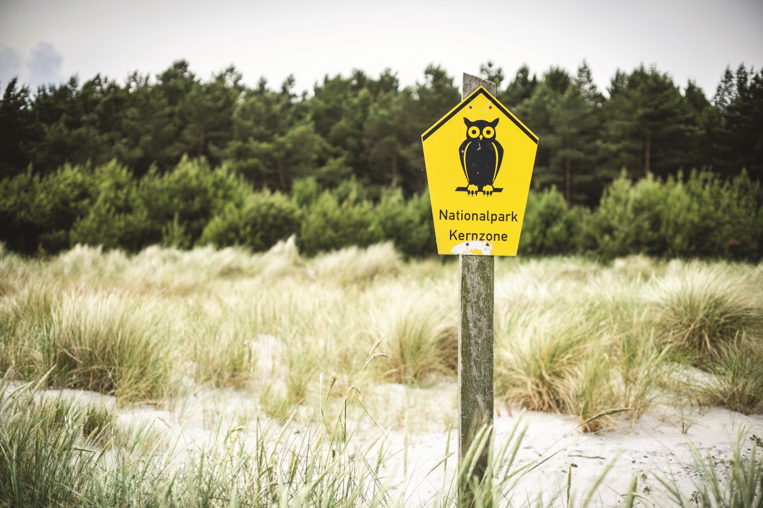 Das Bild zeigt das in den ostdeutschen Bundesländern übliche Schild für die Ausweisung einer Nationalpark-Kernzone. Es zeigt eine Eule. Das Schild steht in einer Steppenwiese, im Hintergrund grenzt ein Wald an. 