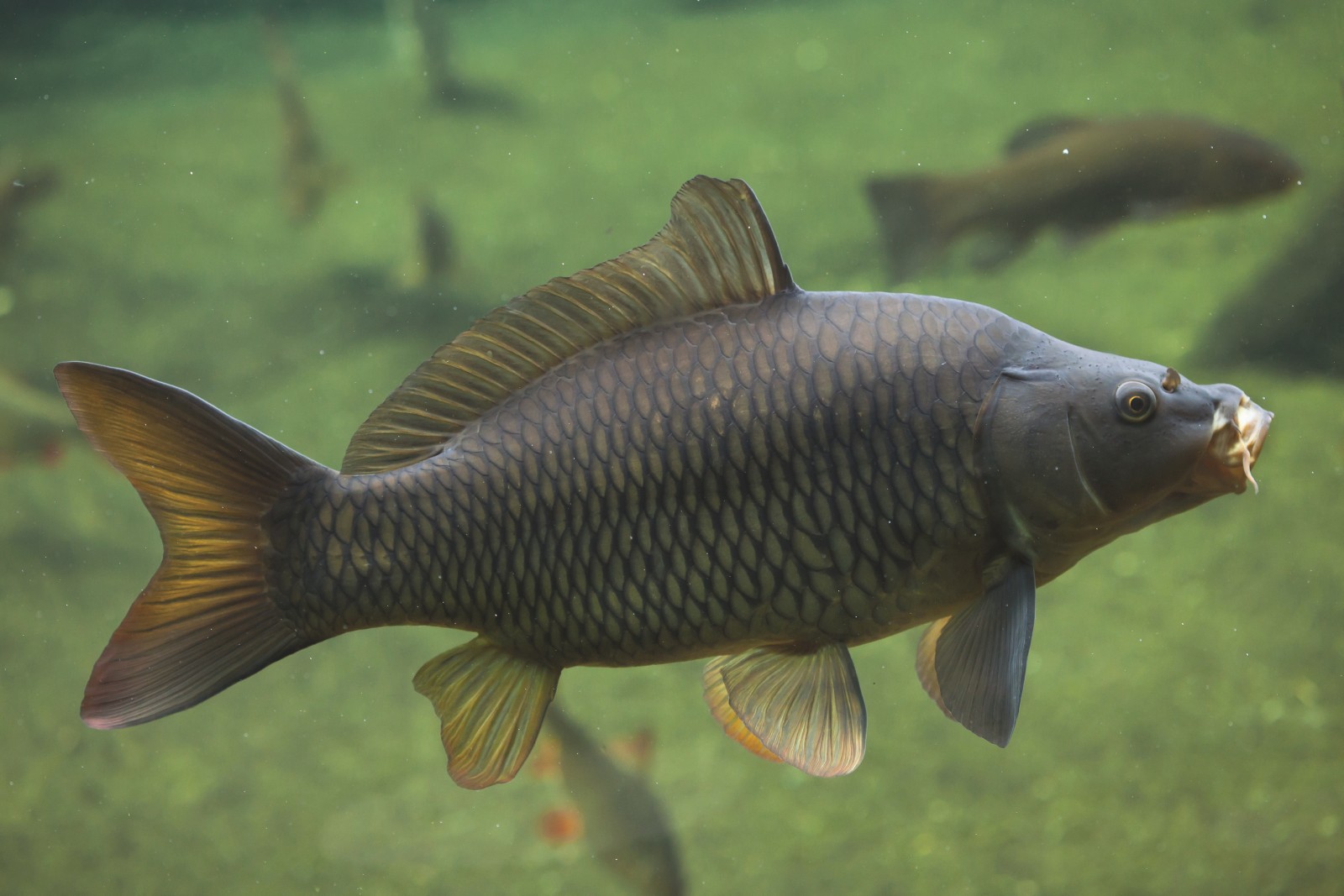 The picture shows an underwater shot of a large carp.