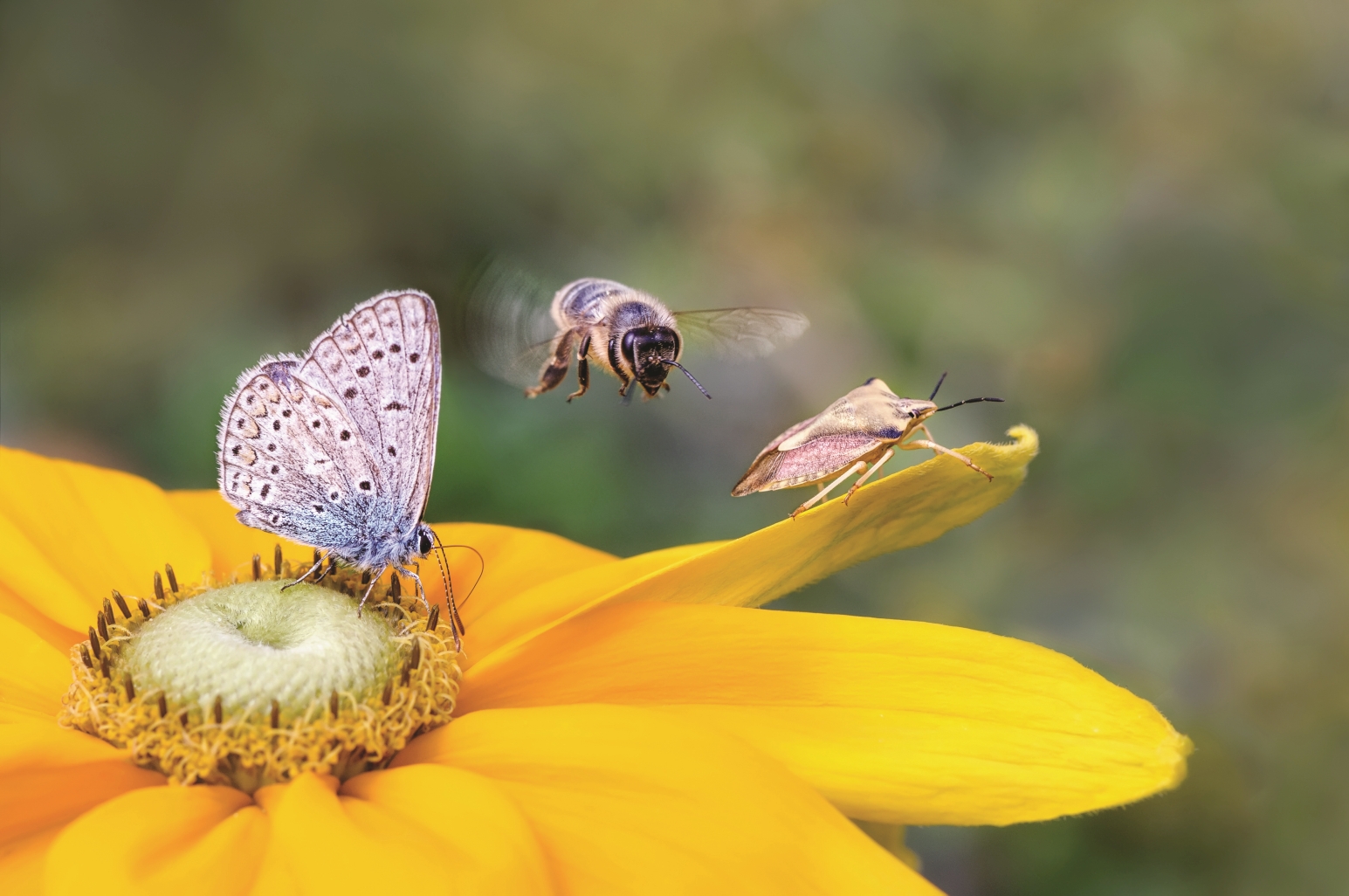 Das Bild zeigt in Nahaufnahme eine gelbe Blüte, auf der ein Schmetterling (Bläuling) und eine Wanze sitzen. Eine Biene ist gerade im Anflug.