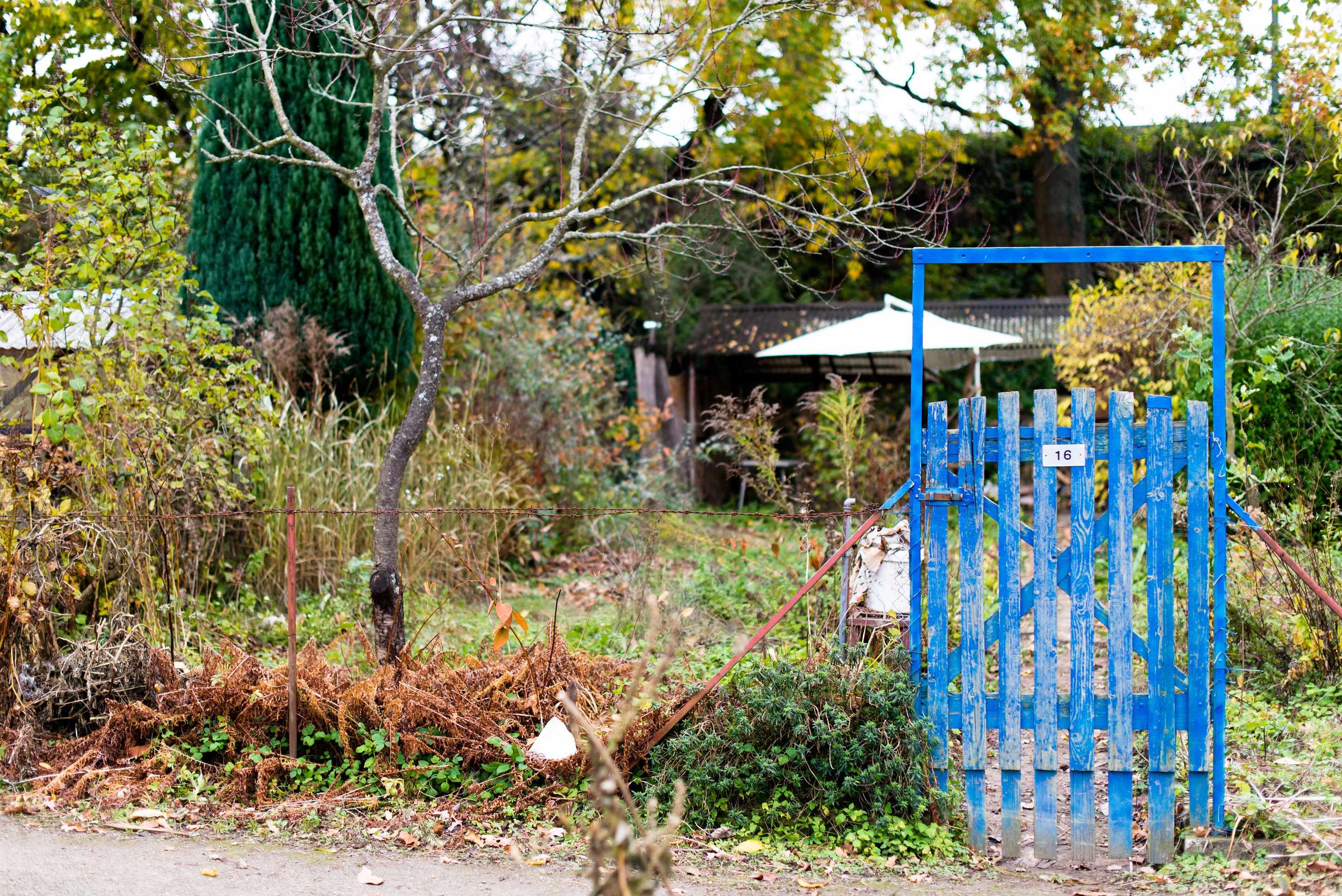 Ein Bild zeigt ein Gartentor vor einer wild bewachsenen Wiese bzw. einem Kleingarten. 