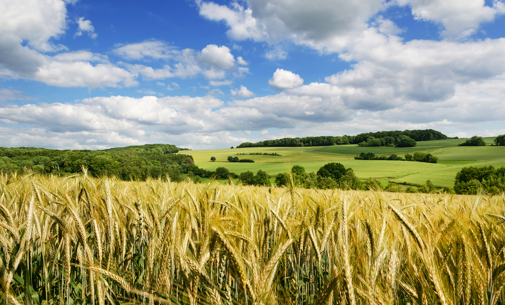 Ein Naturfoto mit Landschaft bei Eiweiler. Zu sehen ein Feld im Sommer.