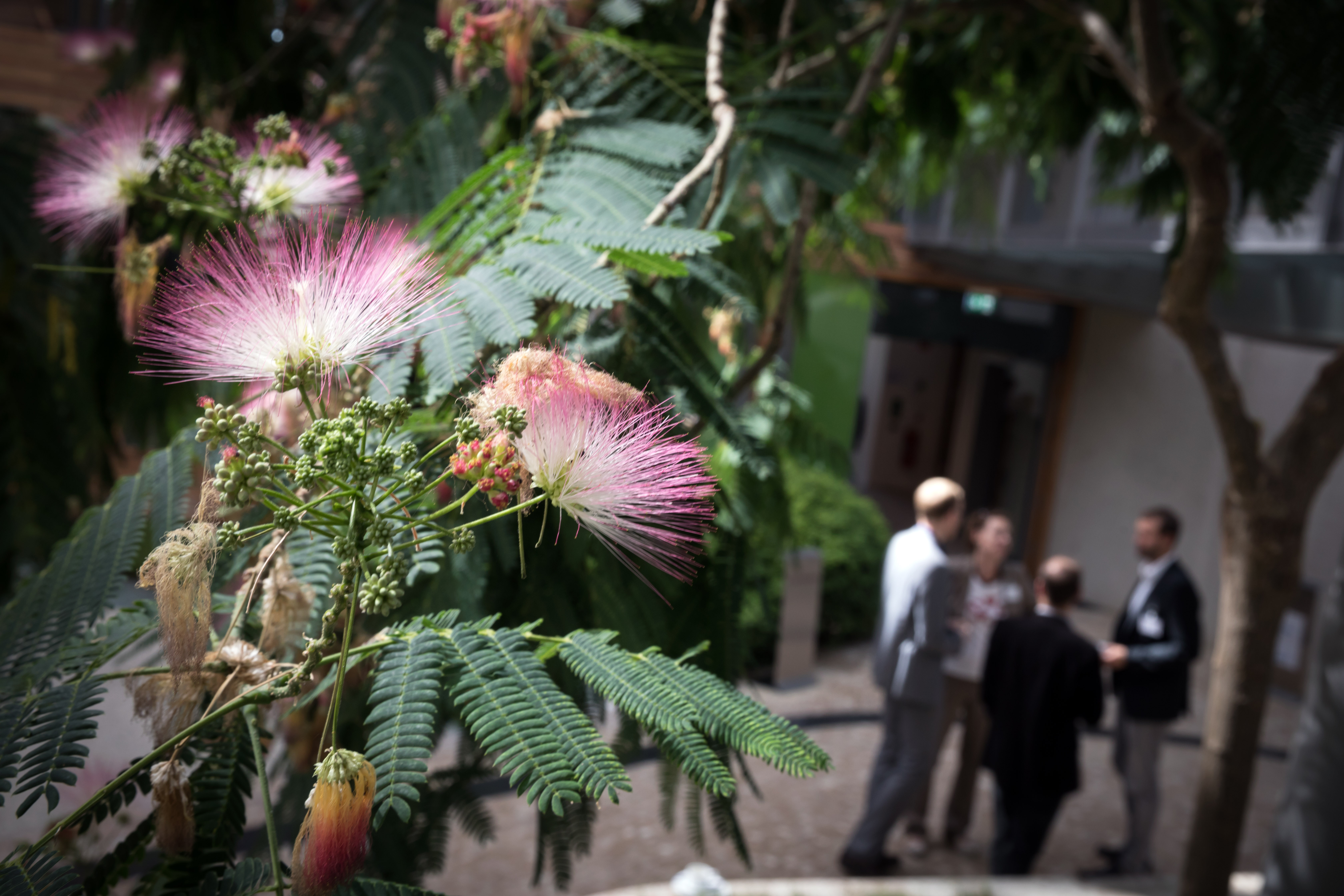 Teilnehmerinnen und Teilnehmer stehen im Atrium vor dem Eingang zum Workshop Raum. Der Blick geht im Vordergrund durch  Blätter und rote Blüten des Mimosenbaumes.