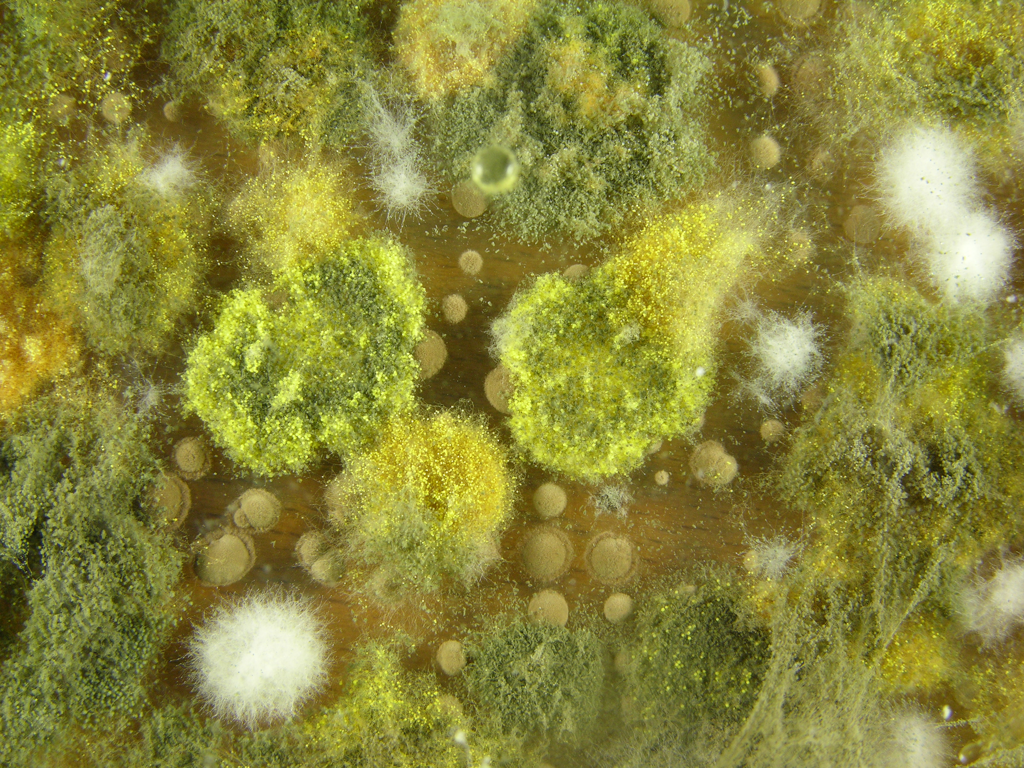 Vergrößerte Aufnahme eines Schimmelpilz mit Sporen