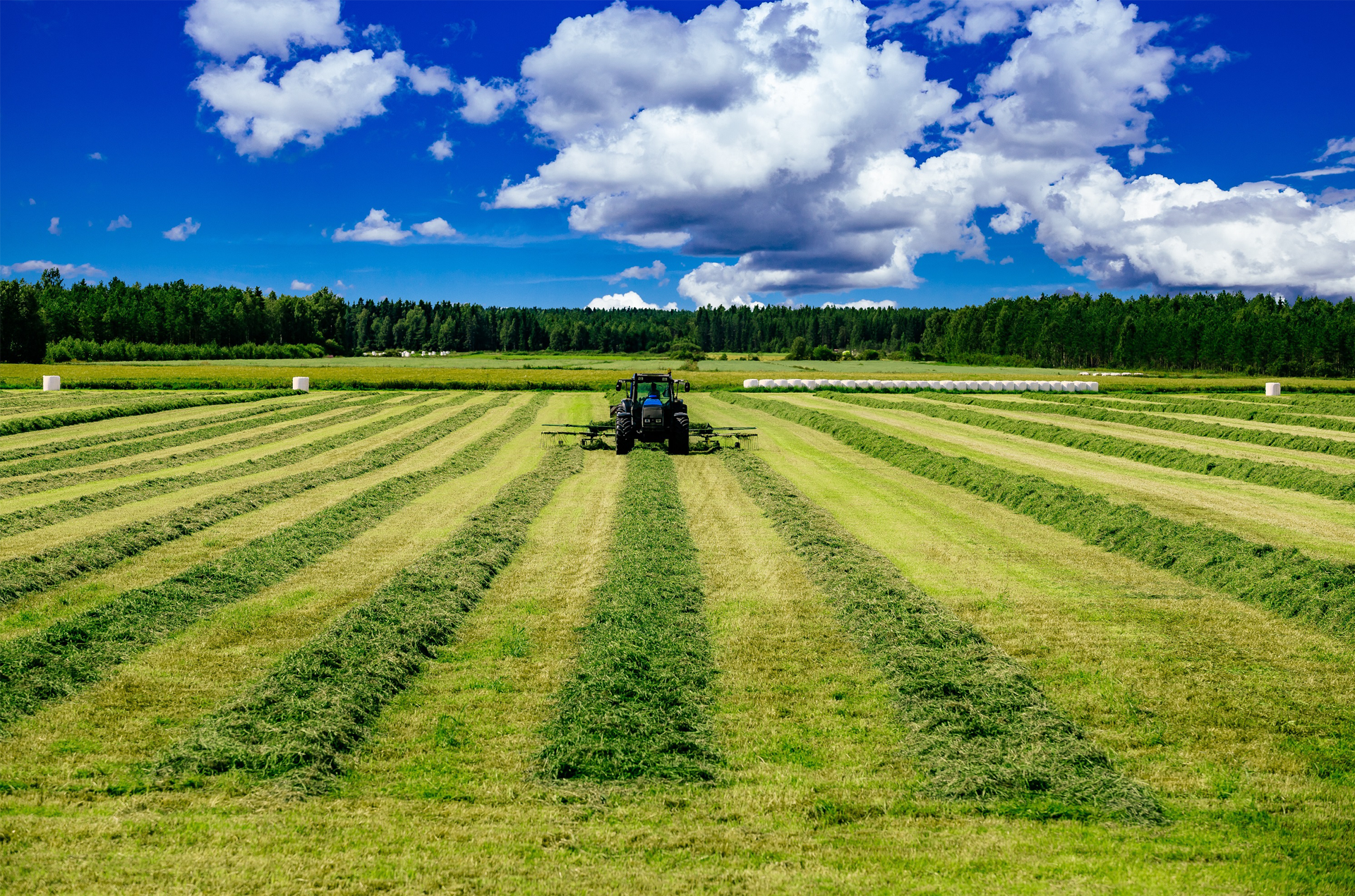 Ein Traktor erntet Heu