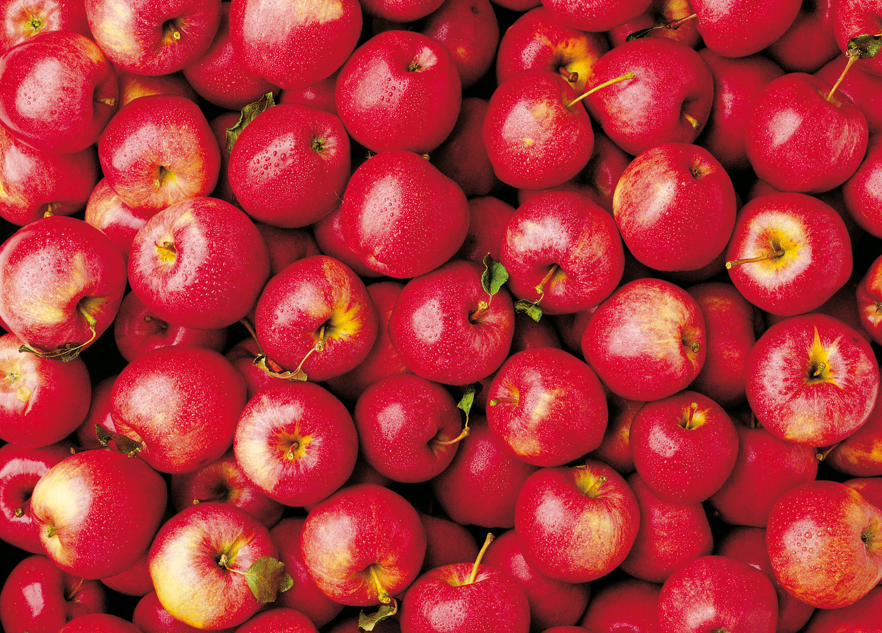 viele frische rot/pinke Äpfel