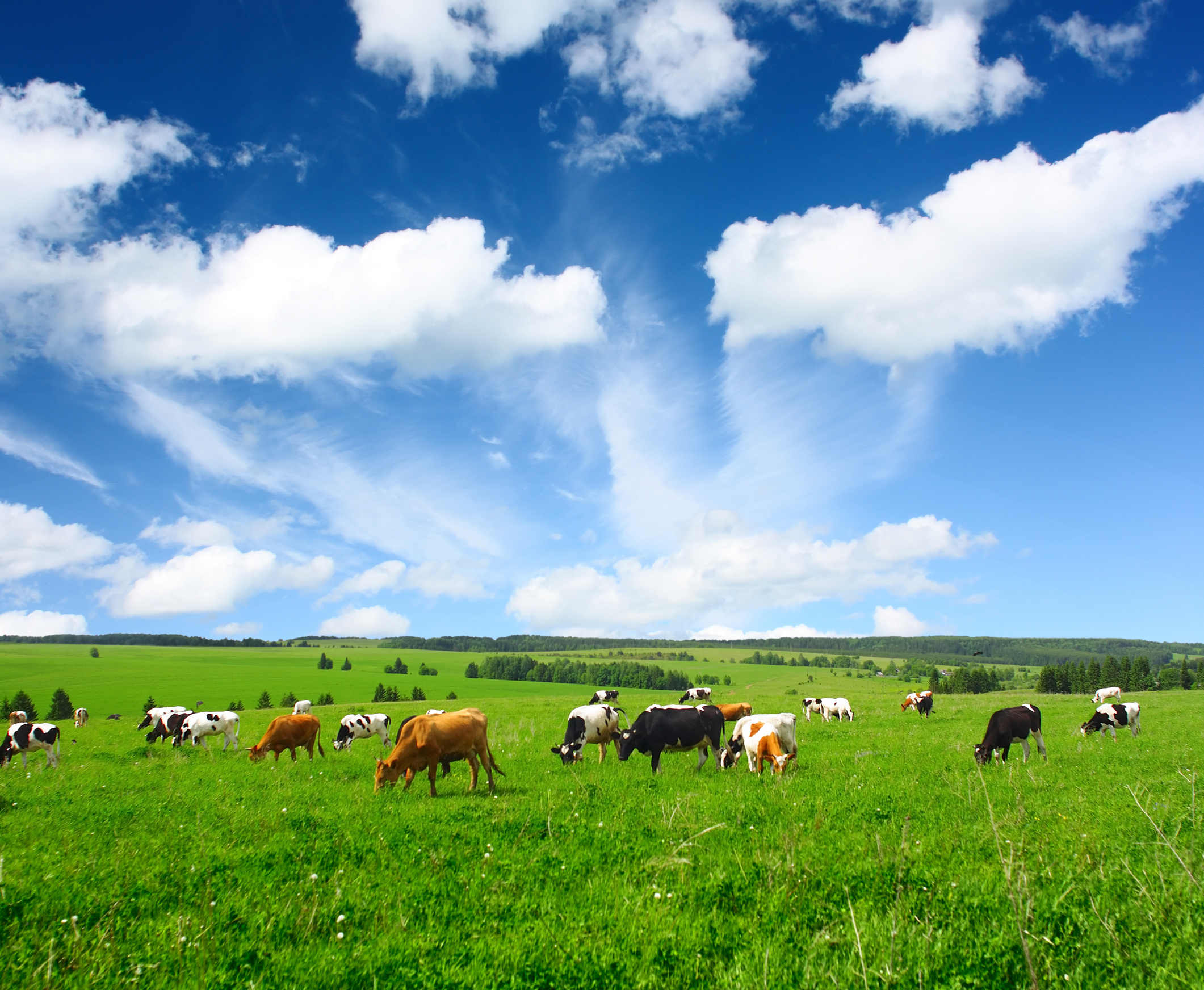 Auf einer grünen Wiese stehen Kühe. Der Himmel ist blau, nur ein paar weiße Wolken sind zu sehen. 