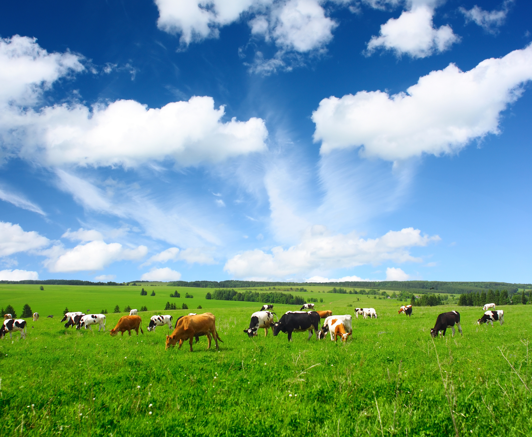 Cows standing on a green meadow. The sky is blue, only some clouds are visible.