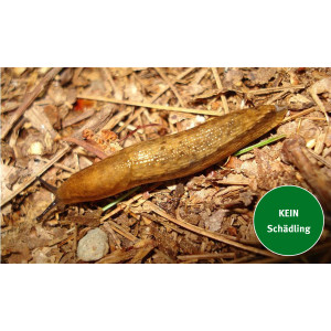 Eine Gelbstreifige Wegschnecke (Arion fasciatus)