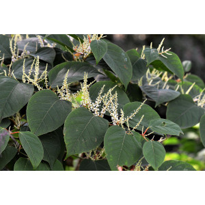 Pflanze mit runden Blättern und weißen länglichen Blüten