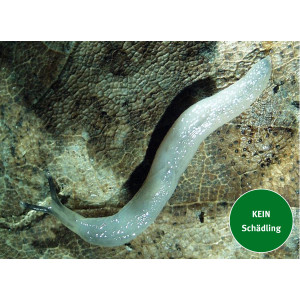 Der Wurmschnegel (Boettgerilla pallens)