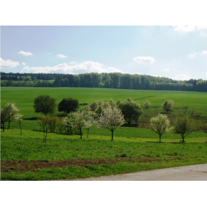 Foto des Quellgebietes des Schwingbachs