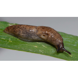 Eine Genetzte Ackerschnecke (Deroceras reticulatum) auf einem Blatt