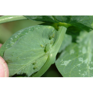 Erbsenblatt mit einigen Grünen Erbsenläusen