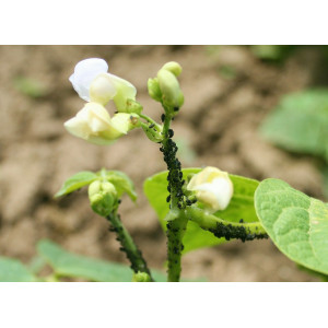 Bohnentrieb mit weißen Blüten und starkem Befall durch die Schwarze Bohnenblattlaus.