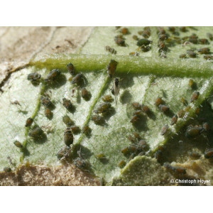 Unterseite eines Gurkenblatts mit zahlreichen Gurkenblattläusen