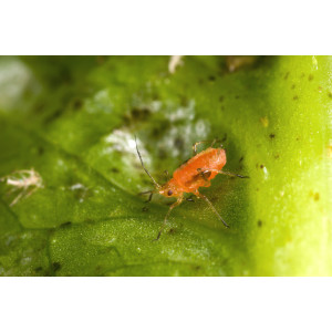 Großaufnahme einer Grünen Salatblattlaus (Nasonovia ribisnigri)