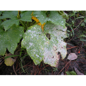 Zucchiniblatt mit Echtem Mehltau