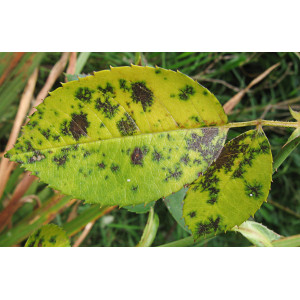 Sternrußtau an Rosenblatt