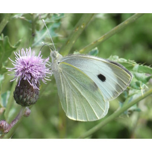 Der Große Kohlweißling ist einer der bekanntesten Schadschmetterlinge und relativ leicht zu erkennen.