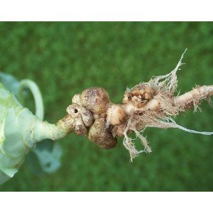Gallen am Wurzelhals eines Kohlrabis.