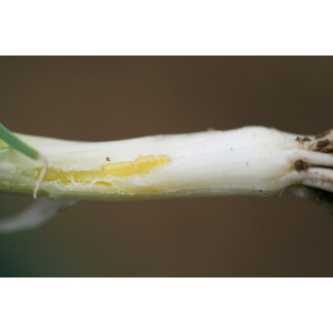 Fraßschaden an Lauchstange mit einem Miniergang
