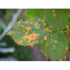 Rosenrost an Rosenblättern