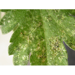 Silbrig gesprenkelte Blätter weisen auf einen Befall mit Thripsen hin.