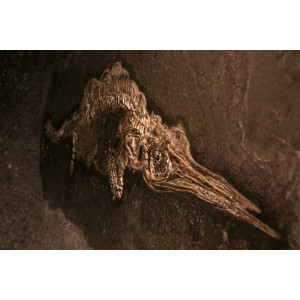Dauerausstellung "TERRA.vita", Fossil