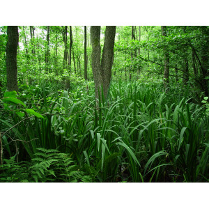 Erlenbruchwald