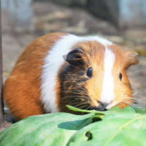 Hamster
