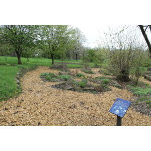 Kräutergarten in der Station Natur und Umwelt