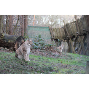 Luchs in der Raubtier-WG mit begehbarem Holzpfad
