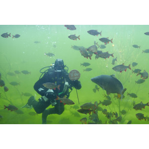 Taucher im Natur - Aquarium